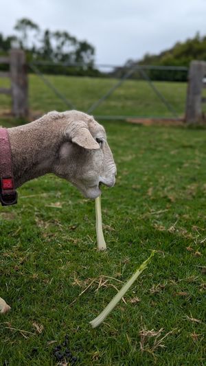  at Moo to Ewe Farmed Animal Sanctuary in Palmdale