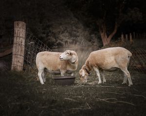   at Moo to Ewe Farmed Animal Sanctuary in Palmdale