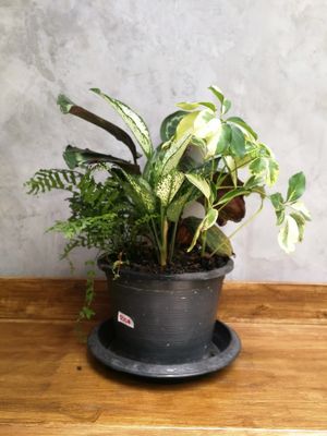 Mini Jungles for sale at Seeds & Sunshine in Bangkok