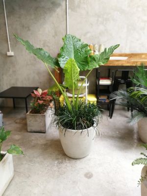 Large Display Plants and Pots for sale at Seeds & Sunshine in Bangkok