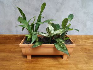 Mini Gardens for sale at Seeds & Sunshine in Bangkok