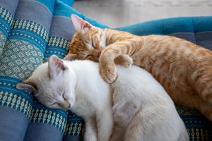 Resident kittens. at Jaiyen Resort in Koh Yao Noi