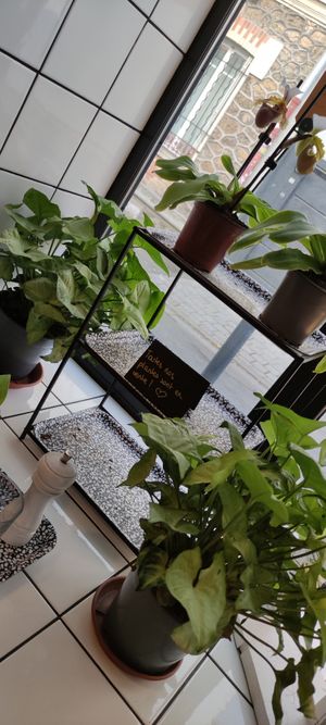 Plant to sell at Putsch in Montreuil