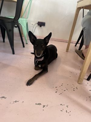 Restaurant’s dog 🐕   at Putsch in Montreuil