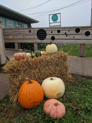 Autumn outside at Selby's Bunker in Dartmouth