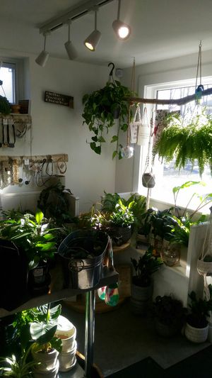 Plants at Selby's Bunker in Dartmouth