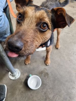Otis enjoyef his puppycino as well at Ethos Brothers in Brentwood