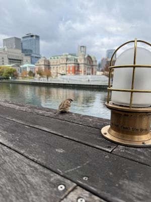   at Optimus Cafe in Osaka