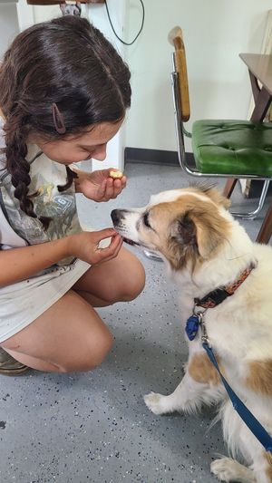 Doggie donut at Brooklyn Cafe in Wilmington