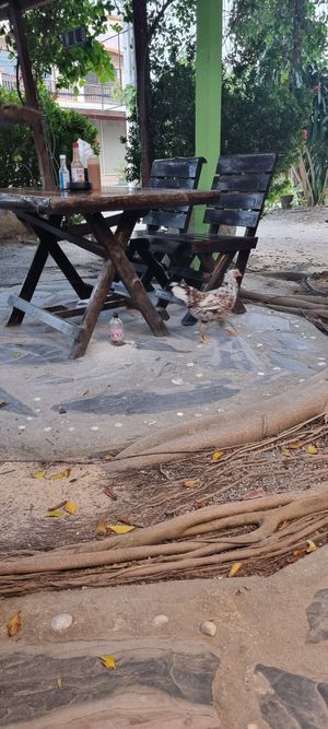 I guess the chicken is fresh for the non vegans🤣🤣 at Ando Loco in Koh Phangan