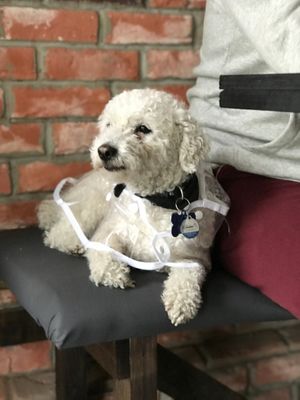 Marley! The dog is a host, greets you upon arrival! the cafeteria is petfriendly at La Converseria in Santiago