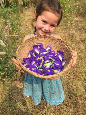 Butterfly pea flower, our favorite flower! at Little Eden in Dawei in Dawei