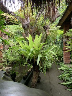   at Warung Seni in Tejakula