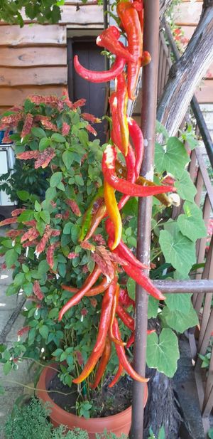 Paprika aus eigenem Anbau zum Trocknen at Villa Dihovo in Dihovo