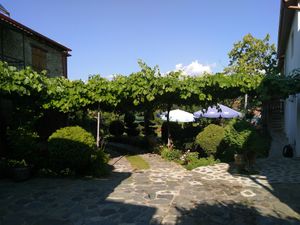 Vine at Villa Dihovo in Dihovo