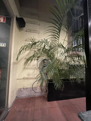   at The Green Affair - Chiado in Lisbon