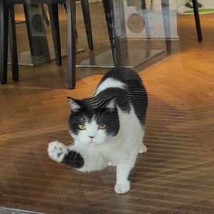 Kater Monty at Katzentempel - Rosenheim in Rosenheim