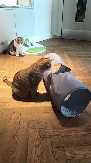 Playing with Toffee and Queenie at Katzentempel - Rosenheim in Rosenheim