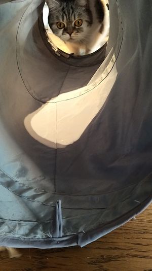 Queenie at Katzentempel - Rosenheim in Rosenheim