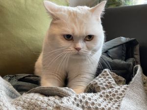 cat at Katzentempel - Rosenheim in Rosenheim