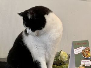 cat #2 at Katzentempel - Rosenheim in Rosenheim