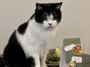 cat at Katzentempel - Rosenheim in Rosenheim