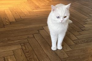   at Katzentempel - Rosenheim in Rosenheim