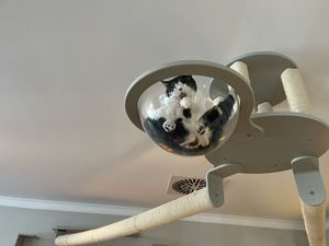   at Katzentempel - Rosenheim in Rosenheim