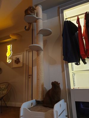  at Katzentempel - Rosenheim in Rosenheim