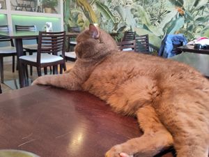  at Katzentempel - Rosenheim in Rosenheim