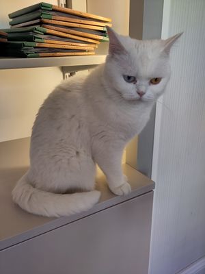  at Katzentempel - Rosenheim in Rosenheim