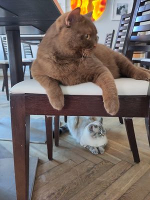  at Katzentempel - Rosenheim in Rosenheim