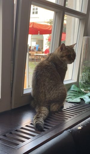 😍  at Katzentempel - Rosenheim in Rosenheim