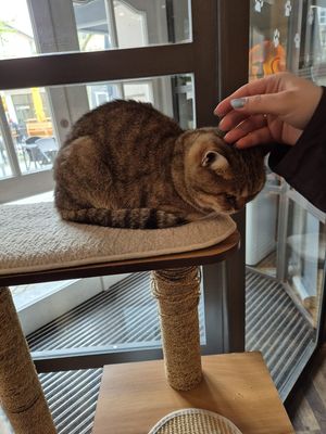  at Katzentempel - Rosenheim in Rosenheim