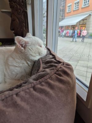  at Katzentempel - Rosenheim in Rosenheim