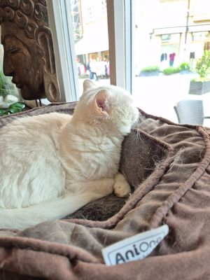  at Katzentempel - Rosenheim in Rosenheim