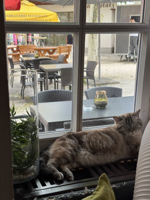   at Katzentempel - Rosenheim in Rosenheim