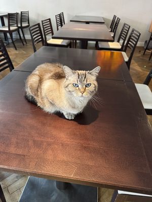   at Katzentempel - Rosenheim in Rosenheim