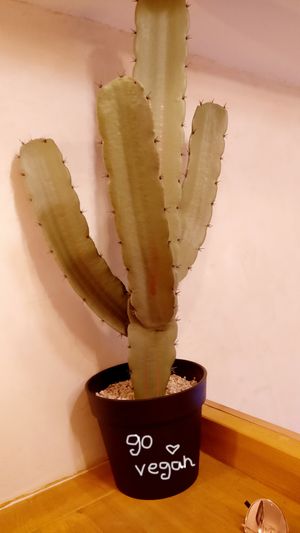 PooshtakPooshtak at Pooshtak in Ashkelon