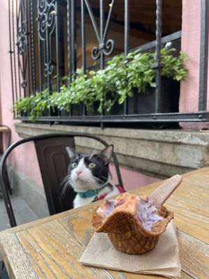   at Nieve de Olla in Mexico City