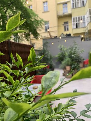 garden at Palo Verde in Prague