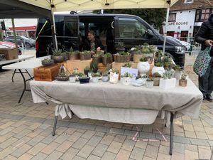 Plants at Epsom Vegan Market in Epsom