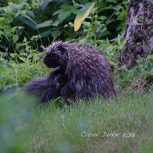 Dear demure mama porcupine nursing her young. Flower Hill is a wondrous wildlife habitat.  at Flower Hill Farm Retreat  in Williamsburg