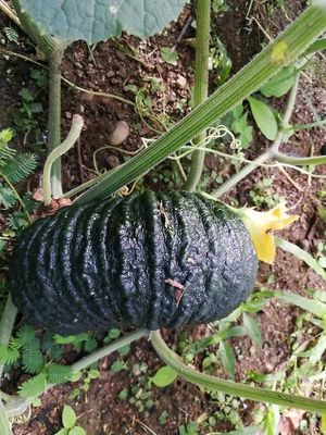 Homegrown organic pumpkin at Paina Paita Home in Pai