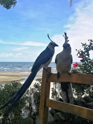  at Comedor Julias in Ometepe