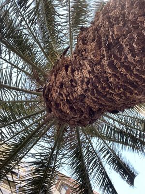 you sit under the palm tree  at Hi! Bubble tea Patisserie in Gran Canaria