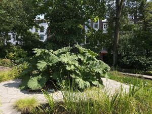  at Hortus Botanicus in Amsterdam