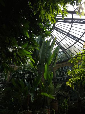  at Hortus Botanicus in Amsterdam