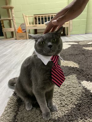 bongo (manager)  at The Kitty Beautiful in Orlando