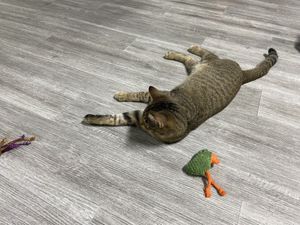   at The Kitty Beautiful in Orlando